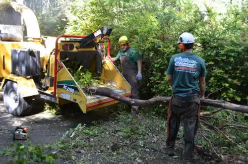 tree services San Miguel